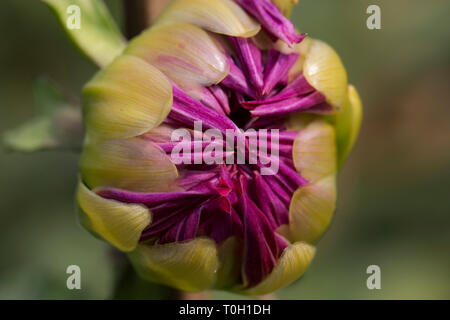 Nahaufnahme der mehrfarbigen texturierte Blüten Dahlie Blume Stockfoto