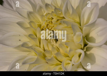 Nahaufnahme der mehrfarbigen texturierte Blüten Dahlie Blume Stockfoto