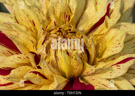 Nahaufnahme der mehrfarbigen texturierte Blüten Dahlie Blume Stockfoto