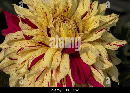 Nahaufnahme der mehrfarbigen texturierte Blüten Dahlie Blume Stockfoto