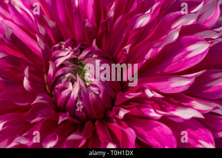 Nahaufnahme der mehrfarbigen texturierte Blüten Dahlie Blume Stockfoto