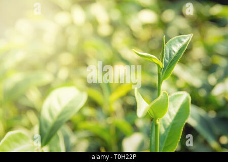 Natur Hintergründe Grüner Tee Blätter in der Morgensonne Stockfoto