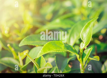 Natur Hintergründe Grüner Tee Blätter in der Morgensonne Stockfoto
