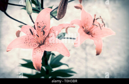 Schöne große Blüte einer roten Lilie blüht im Blumenbeet. Closeup präsentiert. Stockfoto