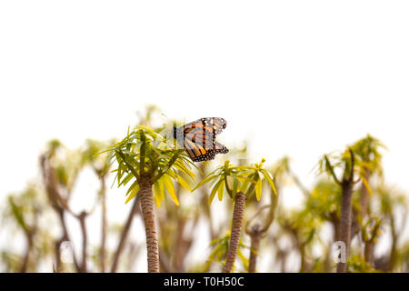 Monarch butterfly auf Pflanzen auf weißem Hintergrund Stockfoto