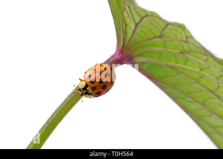 Marienkäfer auf einem Stengel einer Pflanze auf weißem Hintergrund Nahaufnahme Stockfoto