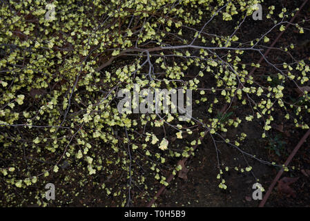 Gelbe Blumen von Corylopsis pauciflora Strauch Stockfoto