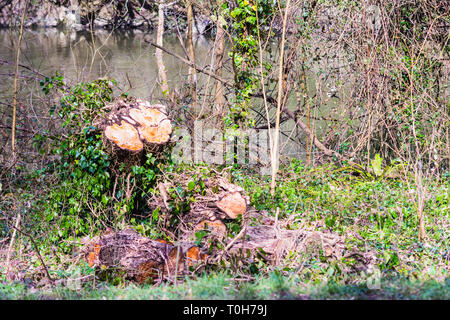 Baumstumpf vor kurzem gefällten Baumes mit 2 trunk Querschnitte und vielen Efeu Stiel Querschnitte. Der Stamm liegt in Abschnitte mit mehr Efeu (Hedera helix) Stockfoto