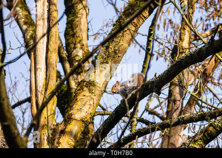 Die invasive Grauhörnchen Sciurus carolinensis auf einem Ast mit Moos und Flechten nach unten schauen. Stockfoto