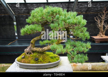 Ein alter Bonsai im Botanischen Garten Stockfoto