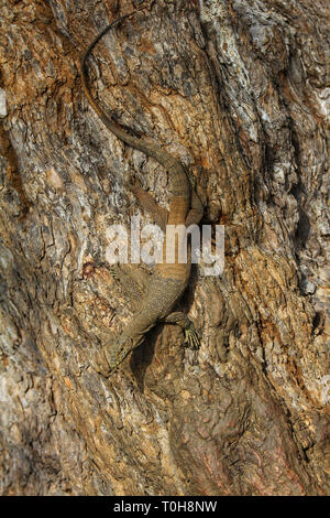 Eidechse auf dem Felsen Stockfoto