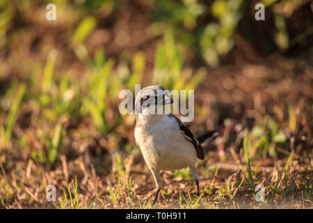 Unechte shrike Vogel Lanius ludovicianus Sitzstangen das Gras in Fort Myers, Florida Stockfoto