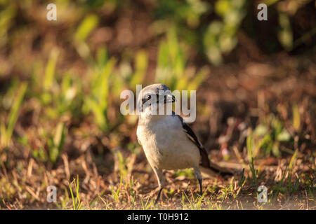 Unechte shrike Vogel Lanius ludovicianus Sitzstangen das Gras in Fort Myers, Florida Stockfoto