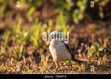 Unechte shrike Vogel Lanius ludovicianus Sitzstangen das Gras in Fort Myers, Florida Stockfoto