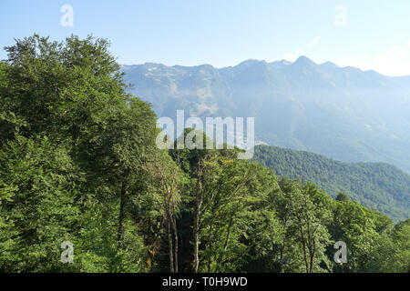 Mit den grünen Hängen an einem klaren Sommertag. Skipiste im Sommer. In den Bergen im Sommer. Stockfoto