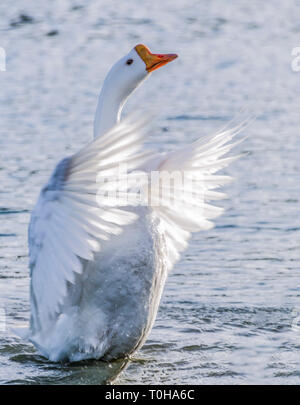 Weiße Gans Schlagflügel in Wasser Stockfoto