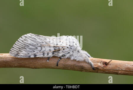 Eine schöne Puss Moth, Cerura vinula, ruht auf einem Zweig. Stockfoto