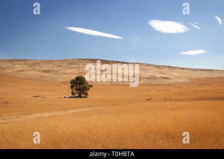 Ein einzelner Baum in der Weite der Landschaft beherbergt eine Herde von Schafen aus der intensiven Hitze der Sonne. Stockfoto