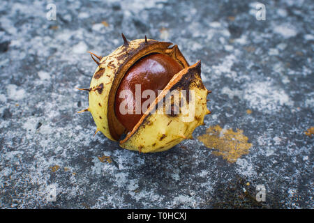 Einzelne Kastanie in einer Shell, Rosskastanie, Aesculus Stockfoto