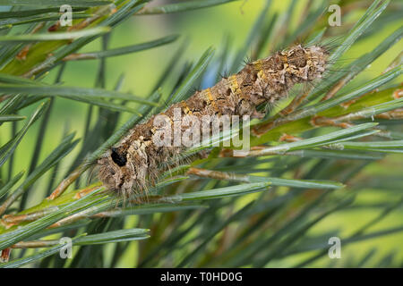 Nonne, Nonnenspinner, Nonnen-Spinner, Raupe frisst eine Kiefer, Lymantria monacha, schwarze Bögen, Nonne, Motten, Caterpillar, la Nonne, Eulenfalter Noctuidae, Stockfoto