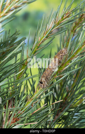 Nonne, Nonnenspinner, Nonnen-Spinner, Raupe frisst eine Kiefer, Lymantria monacha, schwarze Bögen, Nonne, Motten, Caterpillar, la Nonne, Eulenfalter Noctuidae, Stockfoto