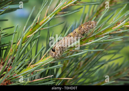 Nonne, Nonnenspinner, Nonnen-Spinner, Raupe frisst eine Kiefer, Lymantria monacha, schwarze Bögen, Nonne, Motten, Caterpillar, la Nonne, Eulenfalter Noctuidae, Stockfoto