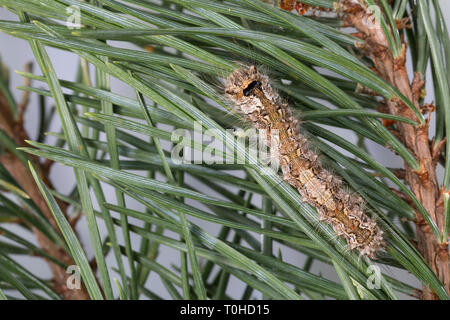 Nonne, Nonnenspinner, Nonnen-Spinner, Raupe frisst eine Kiefer, Lymantria monacha, schwarze Bögen, Nonne, Motten, Caterpillar, la Nonne, Eulenfalter Noctuidae, Stockfoto