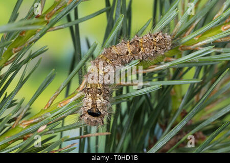 Nonne, Nonnenspinner, Nonnen-Spinner, Raupe frisst eine Kiefer, Lymantria monacha, schwarze Bögen, Nonne, Motten, Caterpillar, la Nonne, Eulenfalter Noctuidae, Stockfoto