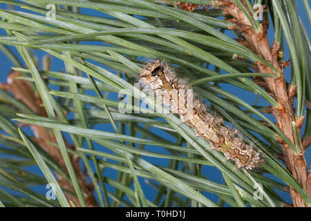 Nonne, Nonnenspinner, Nonnen-Spinner, Raupe frisst eine Kiefer, Lymantria monacha, schwarze Bögen, Nonne, Motten, Caterpillar, la Nonne, Eulenfalter Noctuidae, Stockfoto