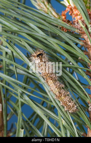 Nonne, Nonnenspinner, Nonnen-Spinner, Raupe frisst eine Kiefer, Lymantria monacha, schwarze Bögen, Nonne, Motten, Caterpillar, la Nonne, Eulenfalter Noctuidae, Stockfoto