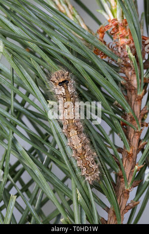 Nonne, Nonnenspinner, Nonnen-Spinner, Raupe frisst eine Kiefer, Lymantria monacha, schwarze Bögen, Nonne, Motten, Caterpillar, la Nonne, Eulenfalter Noctuidae, Stockfoto