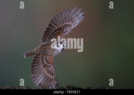 Feldspatz, Flug, fliegend, Flugbild, Feld-Spatz, Feldsperling, Feld-Sperling, Spatz, Spatzen, Sperling, Passer montanus, feldsperling, Flug, Fliegen, Stockfoto