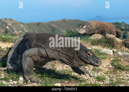 Komodo-warane. Komodo Dragon, Wissenschaftlicher Name: Varanus komodoensis. Natürlicher Lebensraum. Insel Rinca. Indonesien. Stockfoto