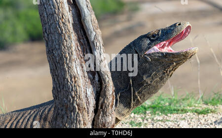 Die geöffneten Mund des Komodo Drache. Close up Portrait. Komodo Drache. Wissenschaftlicher Name: Varanus Komodoensis. Natürlicher Lebensraum. Indonesien. Insel Rinca Stockfoto