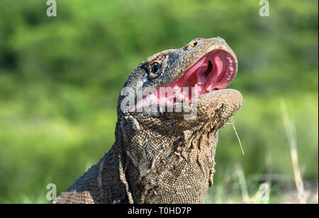 Die geöffneten Mund des Komodo Drache. Nahaufnahme, Porträt, Ansicht von vorne. Komodo Drache. Wissenschaftlicher Name: Varanus Komodoensis. Natürlicher Lebensraum. Indonesien. Stockfoto