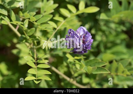 WISTERIA FRUTESCENS LONGWOOD LILA Stockfoto