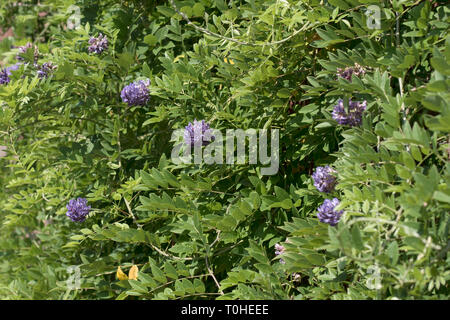 WISTERIA FRUTESCENS LONGWOOD LILA Stockfoto