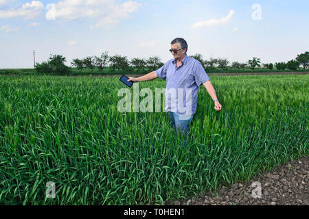 Der Agrarwissenschaftler oder Bauer im Weizenfeld steuert den Ertrag Qualität. Stockfoto