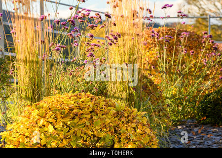 Herbst Farbe in herrlichen privaten Garten - elegantes, modernes Design, Garten- und Landschaftsbau, Pflanzen & Schiefer Chips auf Grenze (ländlichen Yorkshire, England, UK) Stockfoto