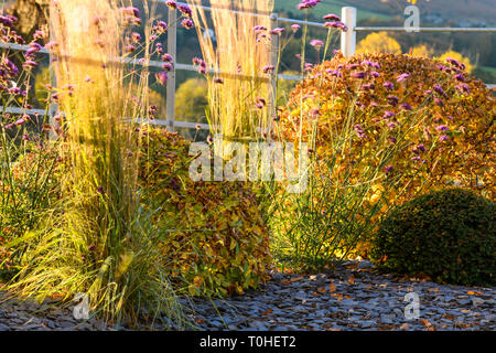 Herbst Farbe in herrlichen privaten Garten - elegantes, modernes Design, Garten- und Landschaftsbau, Pflanzen & Schiefer Chips auf Grenze (ländlichen Yorkshire, England, UK) Stockfoto