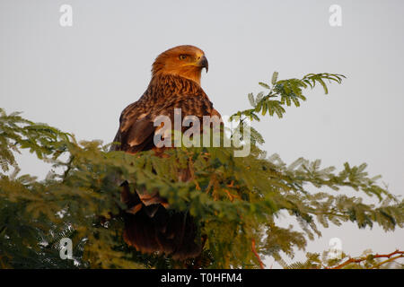 Östliche Kaiseradler, Wildass Wildlife Sanctuary, Kutch, Gujarat, Indien, Asien Stockfoto