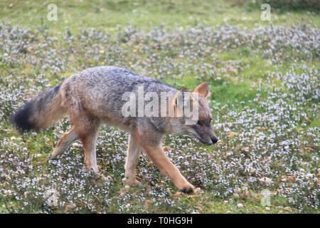 Eine südamerikanische Gray fox (Pseudalopex griseus) zu Fuß über Blumen Tierra del Fuego National Park, Argentinien. Stockfoto