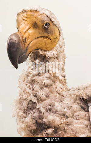 England, London, South Kensington, das Natural History Museum, die Ausstellung der Dodo Bird Stockfoto