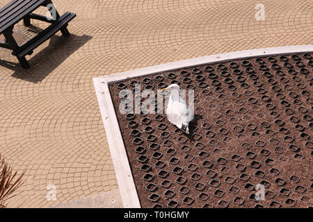 Eine Möwe auf einem Dach, von oben genommen Stockfoto