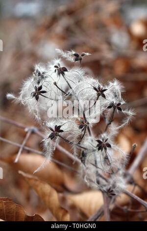 Clematis vitalba oder Old Man's Bart Stockfoto