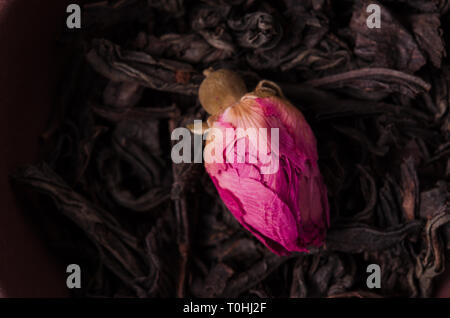 Eine Knospe der Tea Rose auf einem ausgehärteten Blätter schwarz Tees. Eine Knospe der Tea Rose und Losen getrockneten Teeblätter hautnah. Stockfoto