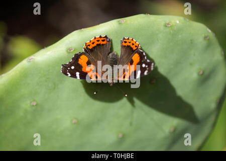 Vanessa Vulcania, Kanarische Inseln rote Admiral, auf Opuntia Kakteen Stockfoto