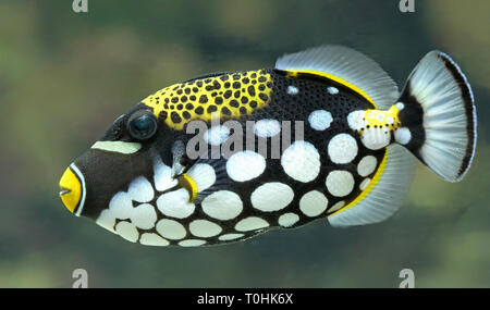 Nahaufnahme von einem Clown Drückerfisch (Balistoides conspicillum) Stockfoto