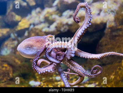 Nahaufnahme einer Gemeinsamen Krake (Octopus vulgaris) Stockfoto