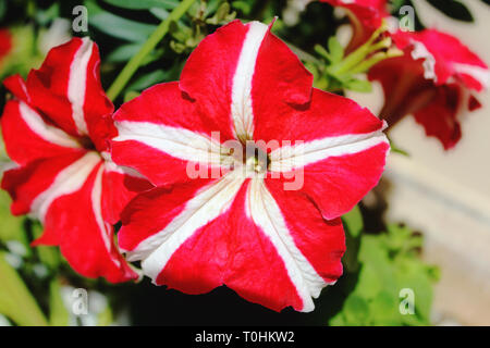 Rote Blumen in einem Topf für Außen Dekoration. Stockfoto